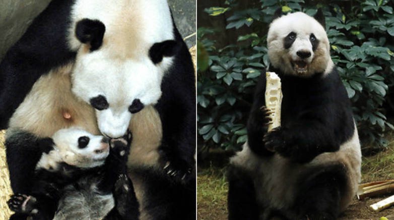 Graviditet, Pandor, Panda, Kina, Zoo